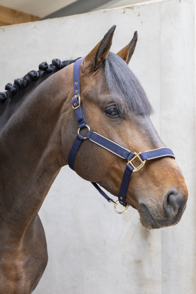 Hansy Halter and Lead rope