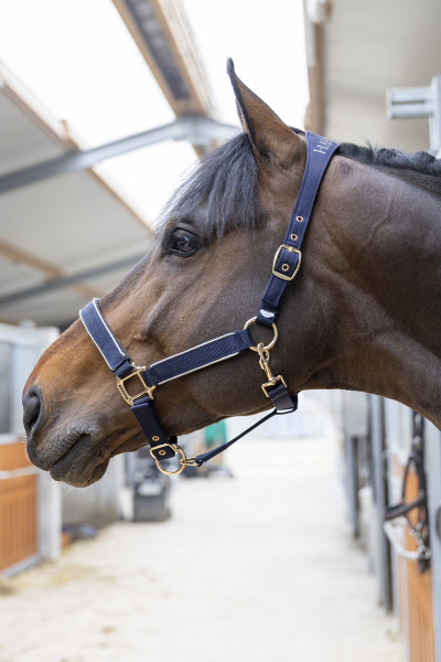 Hansy Halter and Lead rope