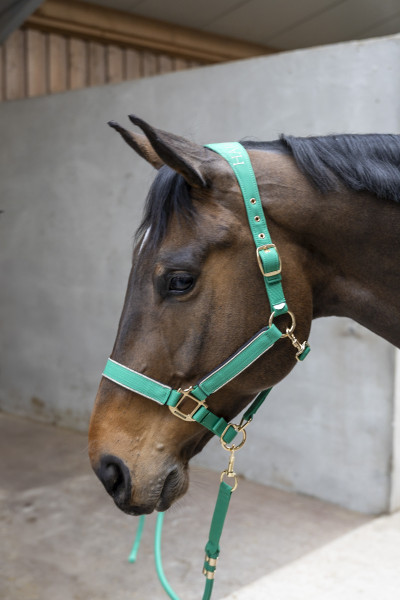 Hansy Halter and Lead rope
