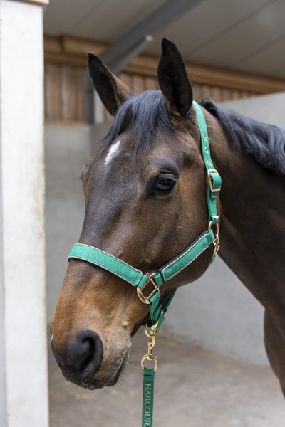 Hansy Halter and Lead rope