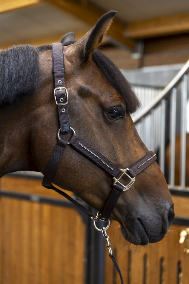 Amour Halter and Lead Rope - Cacao