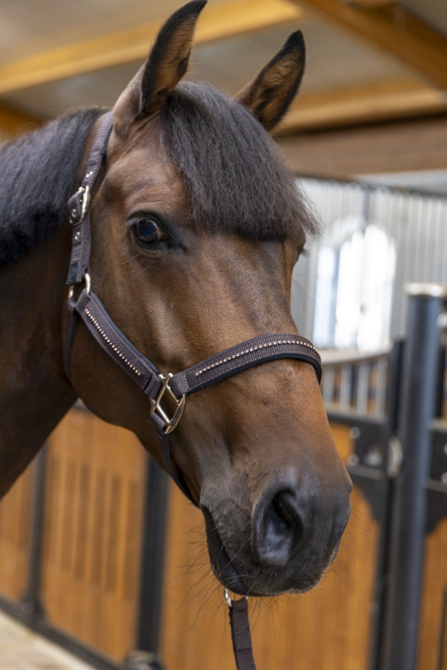 Amour Halter and Lead Rope - Cacao