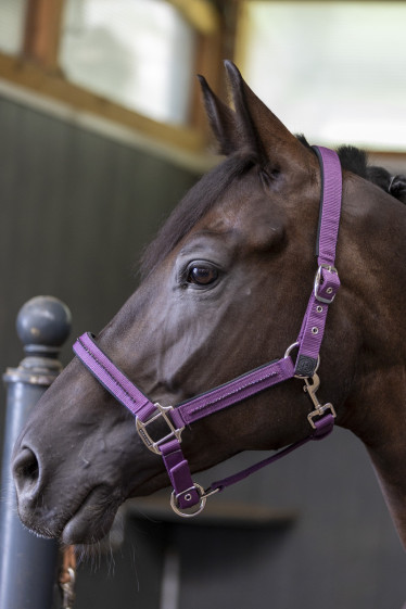 Amour Halter & Leadrope - Fig