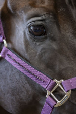 Amour Halter & Leadrope - Fig Amour Halter & Leadrope - Fig