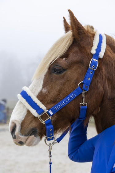 Teschic Halter & Leadrope - Elec blue