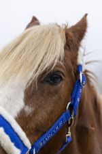 Teschic Halter & Leadrope - Elec azul Teschic Halter & Leadrope - Elec azul