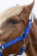 Teschic Halter & Leadrope - Elec azul Teschic Halter & Leadrope - Elec azul