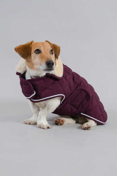 Rocket Decke für Hunde - Violett