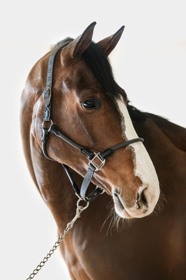 Honey Licol - Gris foncé