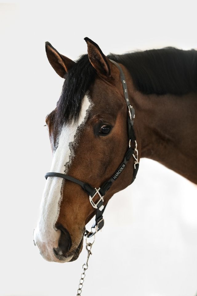 Honey Licol - Dark grey Honey Licol - Dark grey