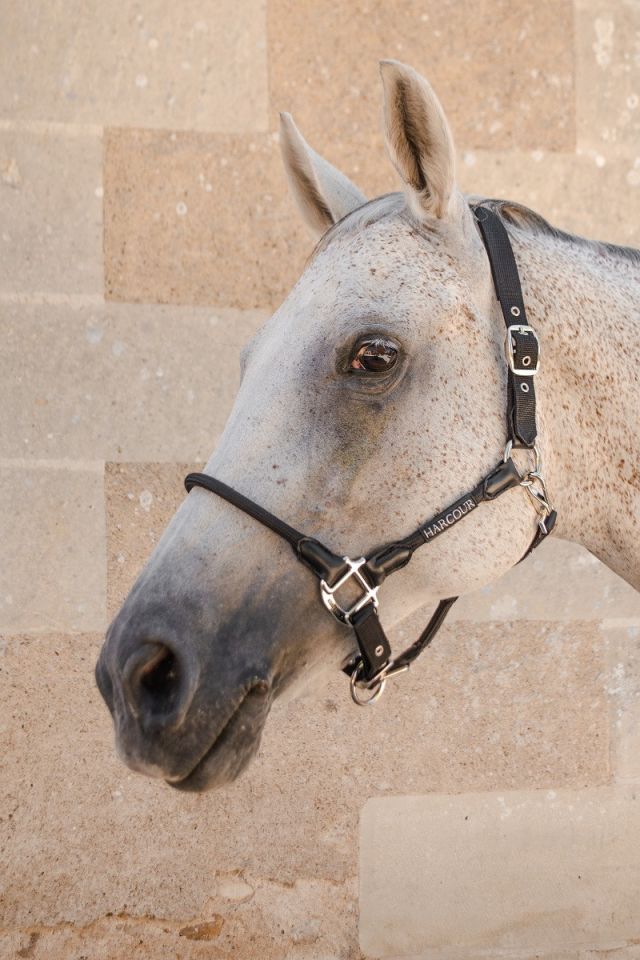 Honey Halfter - Schwarz