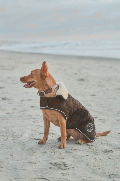 Bernie Hundedecke USA - Schokolade (Chocolate)