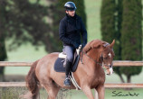 Cavalo