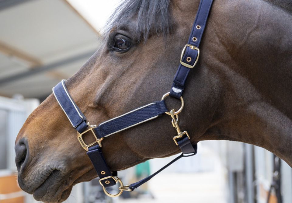 Licols pour cheval – Harcour